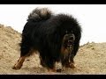  Police shoot dead giant Tibetan mastiff that attacked workers Cops cruel or Dog dangerous