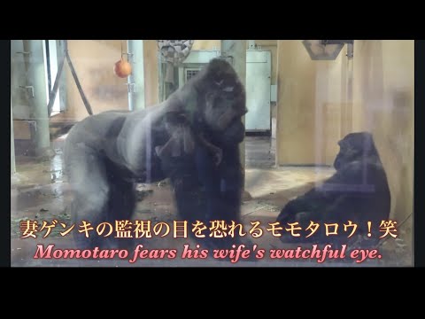 妻ゲンキに怒られるのを恐れ、息子のキンタロウと遊べないモモタロウ⭐️ゴリラGorilla【京都市動物園】