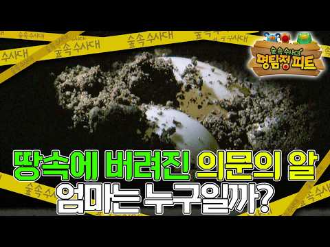 🐢🌱｜명탐정 피트｜키즈｜[<strong>EBS놀이터</strong>]