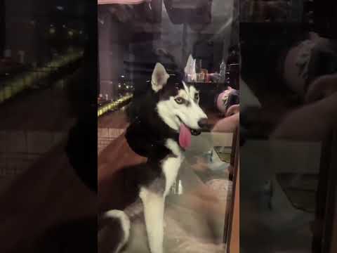 #funnydogs#cute#doglover#doglife#cure#dogshorts#pet#doglife#dogshorts