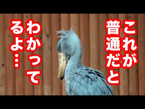 【つい想像しちゃう】ハシビロコウふたばちゃんのイベントの後の気持ちはどんなかな?【夏のふたば2025-14】Futaba, Shoebill  summer 2025-14　掛川花鳥園