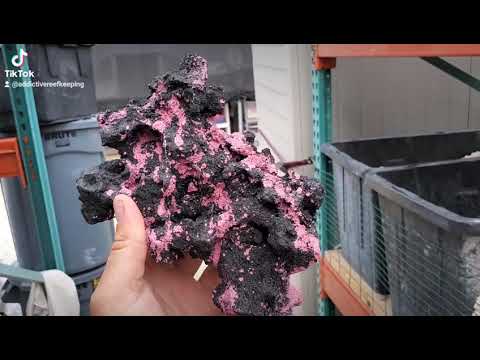 video ARK (Pink UV) Reef Rock GLOWS UNDER BLUE- PICK SIZE AND WEIGHT
