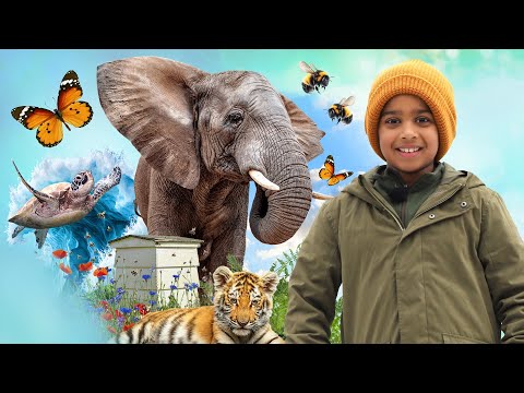 Save our wildlife: An FYI special