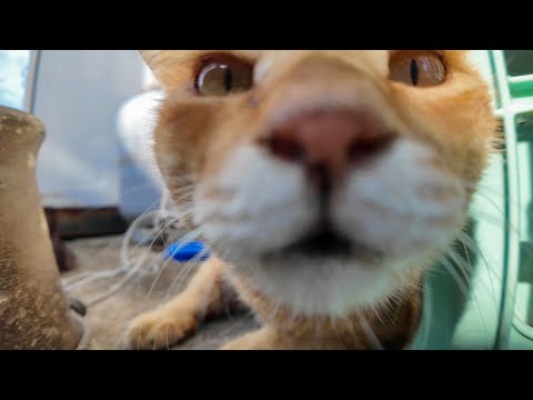 猫島の路地裏でコロコロ転がる猫たちを撫で歩き! 癒やしのゴロゴロ祭り🐾