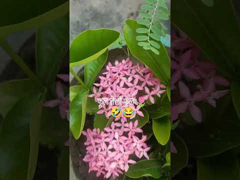 फूल लेलो फुल 🌷🪴👌👍 ||#garden #flowers #plants #vlog #shortsfeed #trending #shorts_video