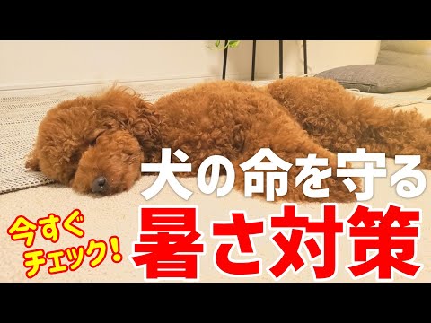 【夏の犬死亡率No1】知らないと命取り！犬の暑さ対策と熱中症予防