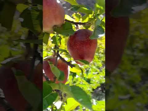 #apple #iphone #youtubeshorts #marketing #business #shorts #trending #kpk #vlog #song #music #panda