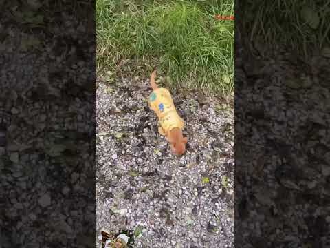 love you  #собака #chihuahua #chihuahuafanclub #собака #funnyanimal #chiuahua #pets #funny #yourcat