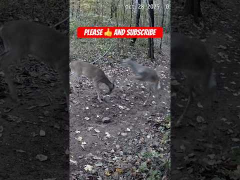 Brother and Sister Having Fun Together ❤️ | Cutest Sibling Bond Ever! #shorts
