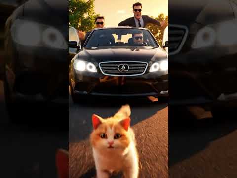 funny cat video