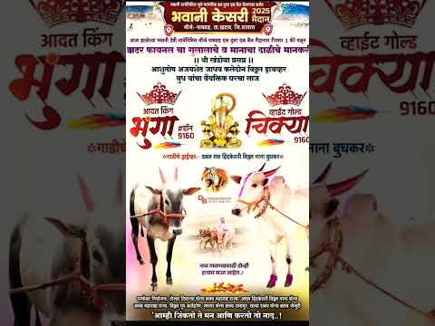 विठ्ठल नाना यांचा घरचा साज | भूंगा आणि चिक्या | कॉर्टर फायनल व गुलालाचे मानकरी | #बकासुर  #baliraja