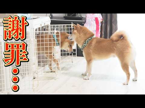 兄に怒られて反省する末っ子柴犬の癒し動画 サムネイル