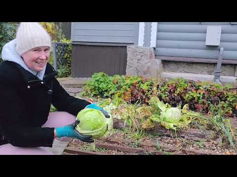 22 октября | ВСЕГО ПЯТЬ СОТОК, А ЕСТЬ ЧЕМ ЗАНЯТЬСЯ УБИРАЮ ТЕПЛИЦУ и Общаюсь с Вами
