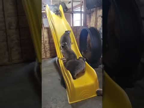 They are training for the olympics Usk2 #olympics