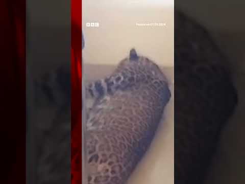 Indian boy, 12, calmly traps wandering leopard after it walks into room. #India #Shorts #BBCNews