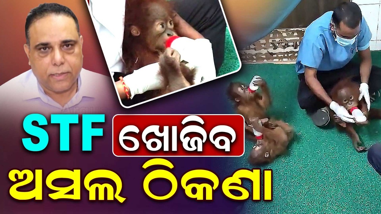 5 Orangutans Rescued in Balasore: STF Probes Smuggling Racket | Argus News