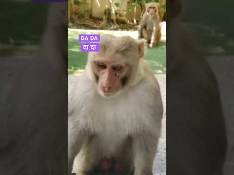 भयानक डरावना बंदर। #biggboss #short