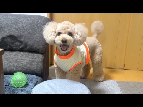 新入りのおもちゃにハマりすぎる大きいトイプードル 【デカプー】【トイプードルのロアくん】【toy poodle】