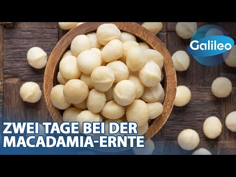 Königin der Nüsse: Maike hilft bei der Macadamia-Ernte