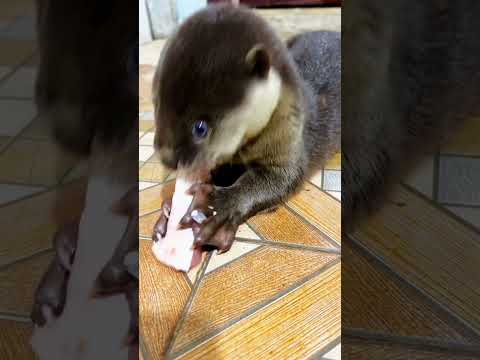 Baby otter learning how to eat fish #otter #adoreble #adorably #cute #puppy
