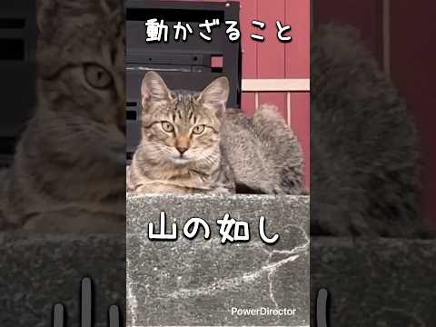 逃げない野良子猫ちゃん🐱　#cat  #子猫 #野良猫