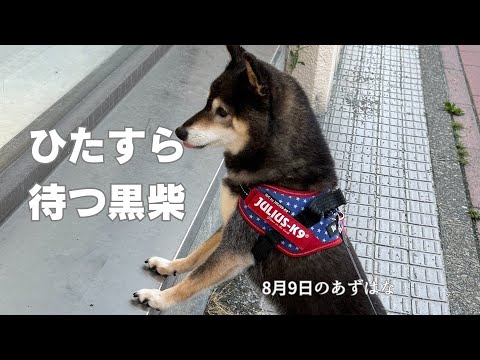 柴犬たちの夏のひととき：イオンでの微笑ましい待ち姿 サムネイル