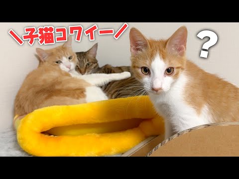 暴れん坊の子猫から逃げた先輩猫たちが身を寄せ合って震えていました…