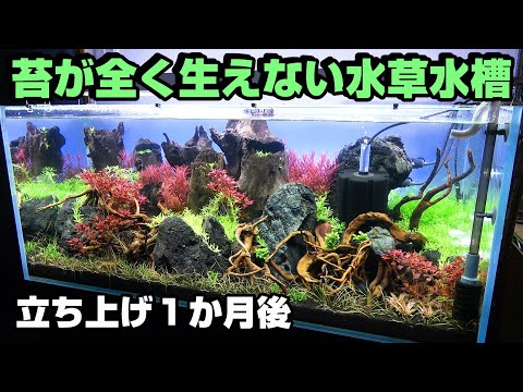 水草水槽120㎝　苔を生やさない方法！立ち上げ１か月後！