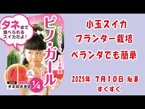 ピノガール