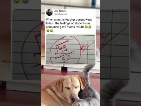 #memes #story #dog #shorts #pets