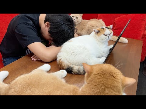 失業して落ち込んでたら、猫が励ましに来た