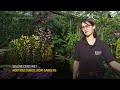 Kew Gardens horticulturist reveals tips for thriving flowers as annual orchid festival begins  - 01:32 min - News - Video