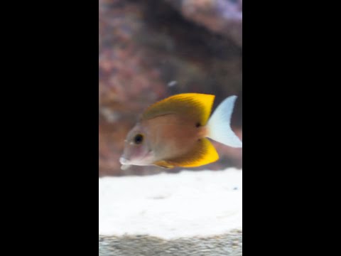 Coming this Thursday to Diver's Den at 5pm CST! Coming this Thursday to Diver's Den at 5pm CST!
#liveaquaria #diversden #wysiwyg #fishkeepers #fisht
