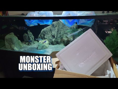 UNBOXING THE LARGEST AFRICAN CICHLID? I hope you enjoy this unboxing, these fish can grow to be among the largest haps alive


please like
