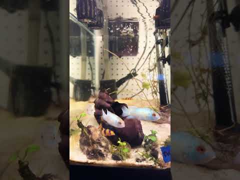 4 Acara and 6 clown loaches in quarantine 