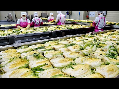 위생 미쳤습니다! 대한민국 김치 공장의 놀라운 김치 대량생산 과정 Amazing kimchi mass production process! kimchi factory in Korea