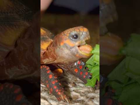 Ever watch a TORTOISE in slow motion?!? #tortoies #reptile #redfootedtortoise