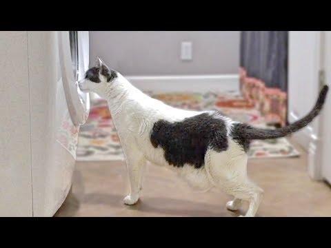 Cat Scared By Washing Machine