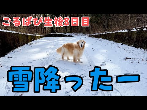 【最後の2人旅】感謝の気持ちを伝えに行きました【生後8日目】