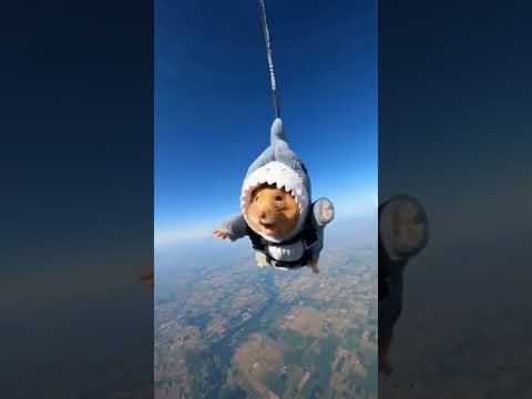 スカイダイビングで地上に落ちていくハムスターが恐怖で大絶叫