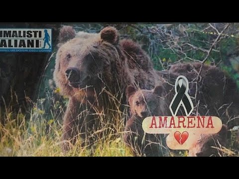 Ιταλία: Έντονες αντιδράσεις έπειτα από δολοφονία αρκούδας…