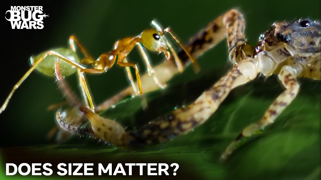 Can a Scorpion SURVIVE an Ant Invasion? | Monster Bug Wars