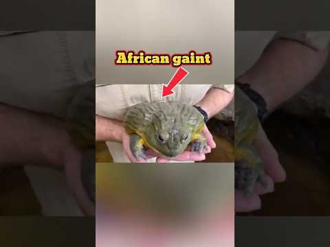 African gaint bullfrog|#shorts #frog #premadeewanaofficial