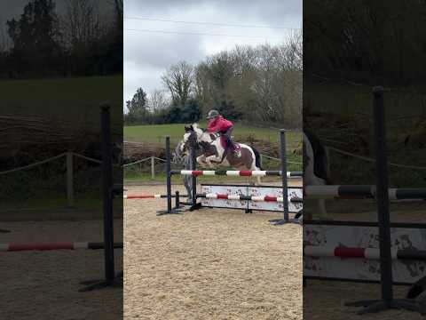 Arlos first jump back since his mini break #horse #pony #jumping #horseriding #showjumping #jump