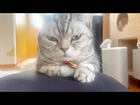 猫の動画サムネイル - 目が覚めたとき一瞬『あれ？ここはもう天国？』って思った朝。