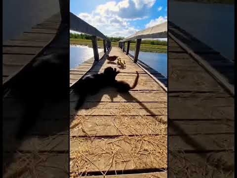 The Predator Thought It Won… Then the Cat Appeared 😼🔥捕食者は勝ったと思った…でも猫が現れた。 #cutepets #cute #shorts