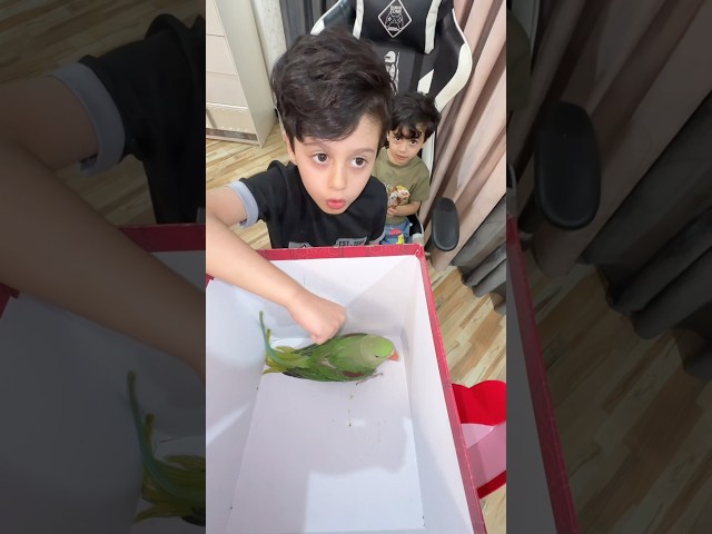 شوفوا شلون الببغاء خلا مجودي يركض 🤣🤣#مجودي #جودي #نت_iraq