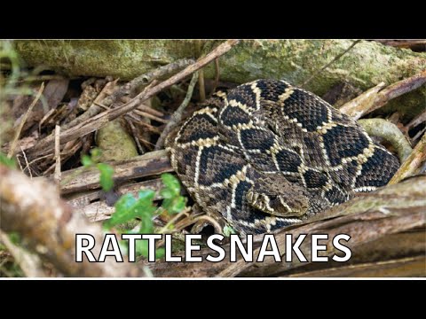 screenshot of youtube video titled Coastal Kingdom | Season 3, Episode 6 – ‘Rattlesnakes’ | Full Episode