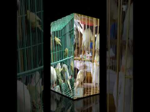 #cutebirdvideos #shortsvideo #birdlovers #subscribemychannel #supportme