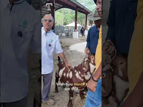 Goat Health: Spotting Weakness in Shoulder Bones #shorts